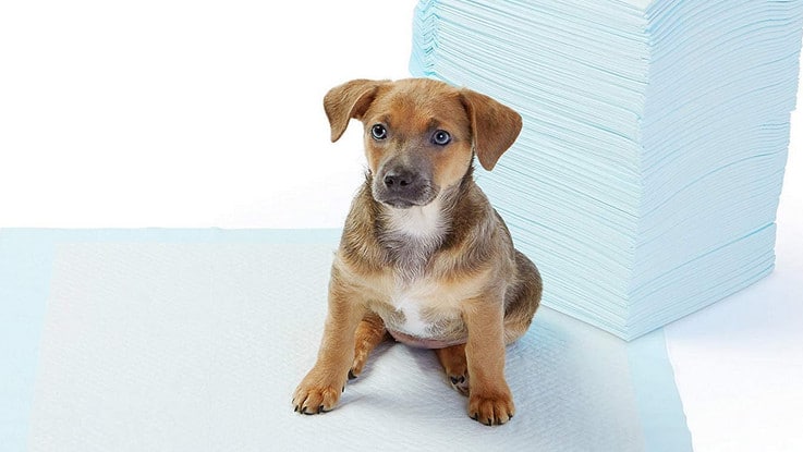 Quel tapis éducateur pour chien choisir ? Les conseils de la rédaction ! Comparatif meilleur tapis éducateur pour chien