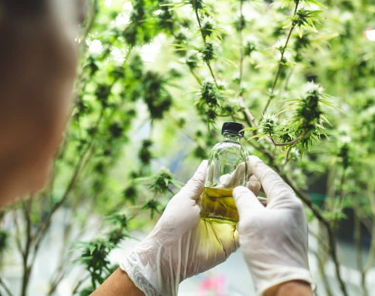 Comment la tisane cbd agit sommeil